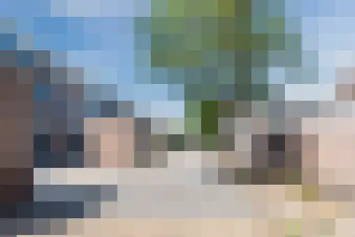 Scholekster 27 Noordwijk thumbnail 34