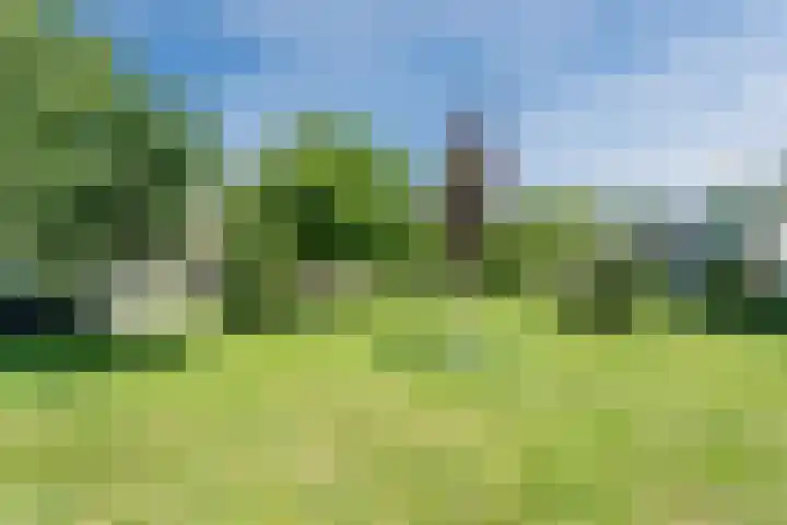 Scholekster 27 Noordwijk thumbnail 37