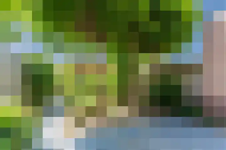 Scholekster 27 Noordwijk thumbnail 4