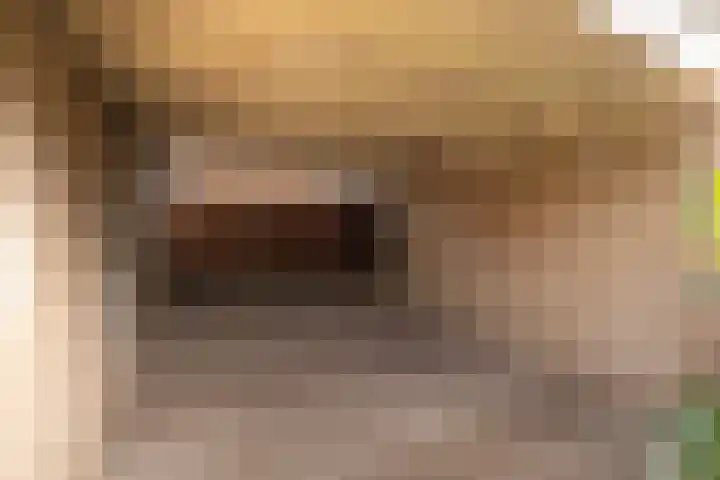 Scholekster 28 Eemnes thumbnail 38