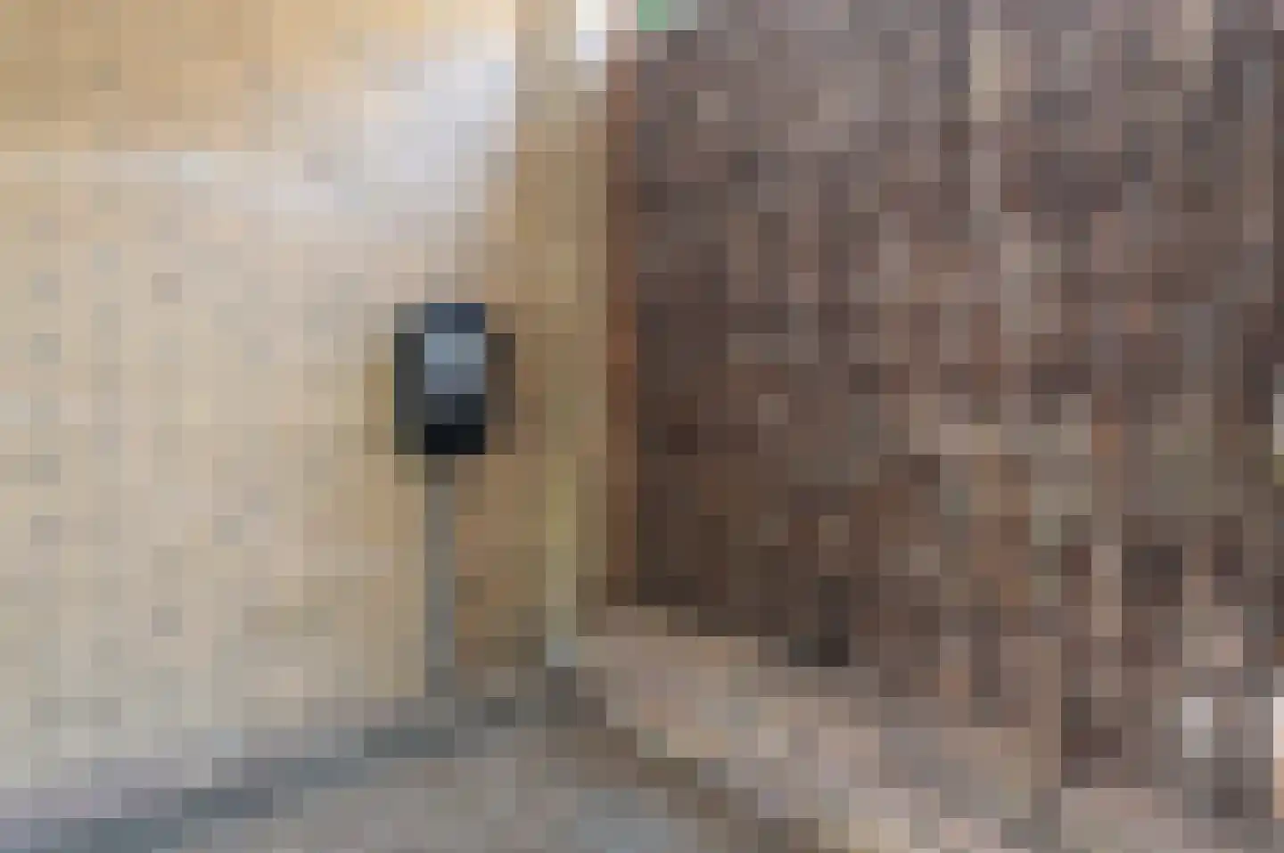 Scholekster 32 Eemnes thumbnail 21