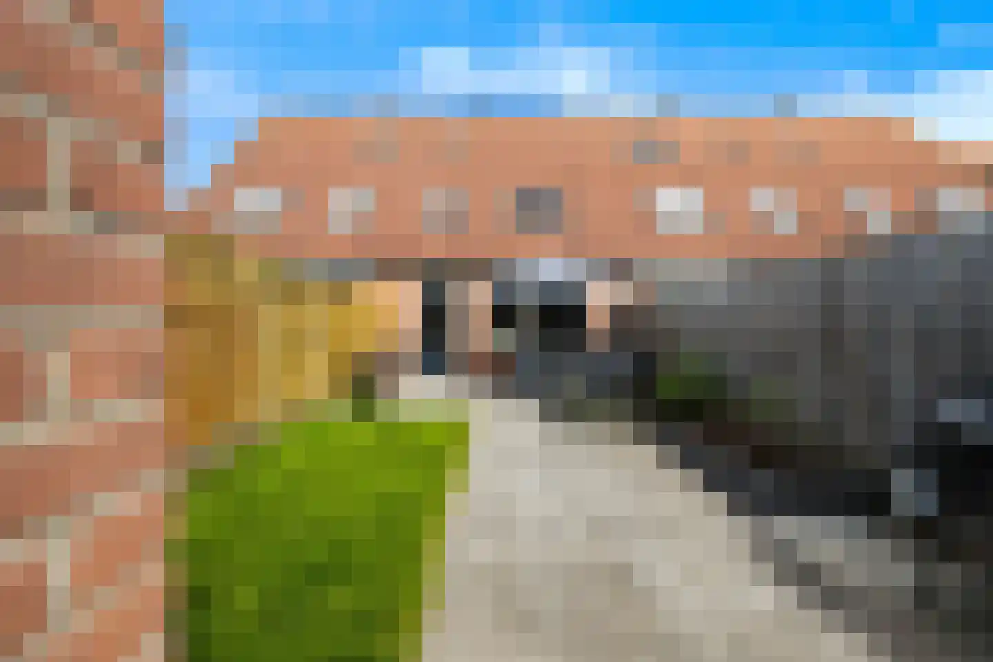 Scholekster 41 Oud-Beijerland thumbnail 21