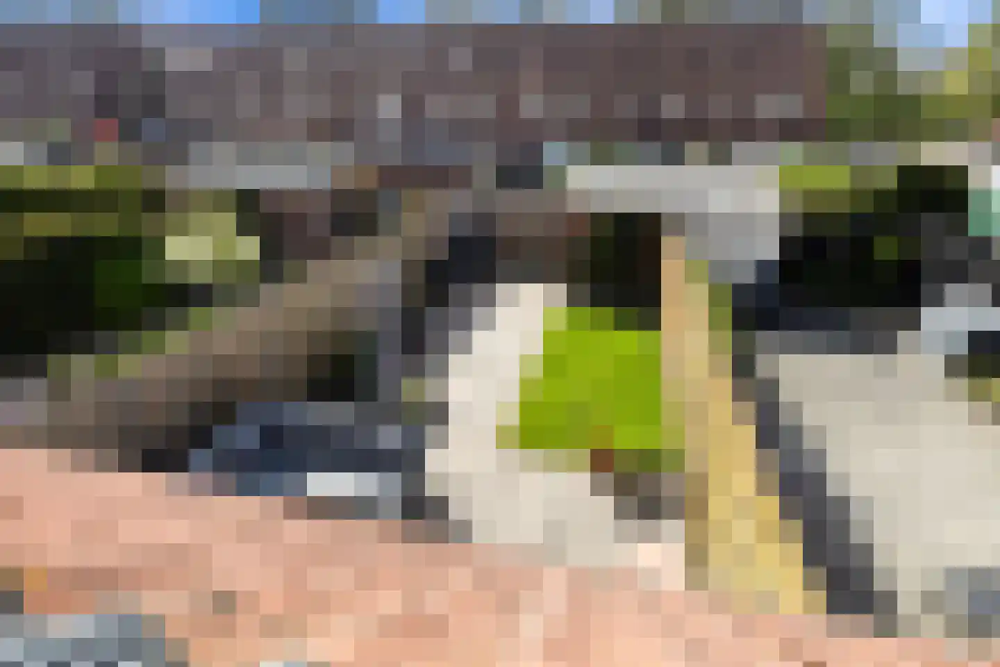Scholekster 41 Oud-Beijerland thumbnail 28