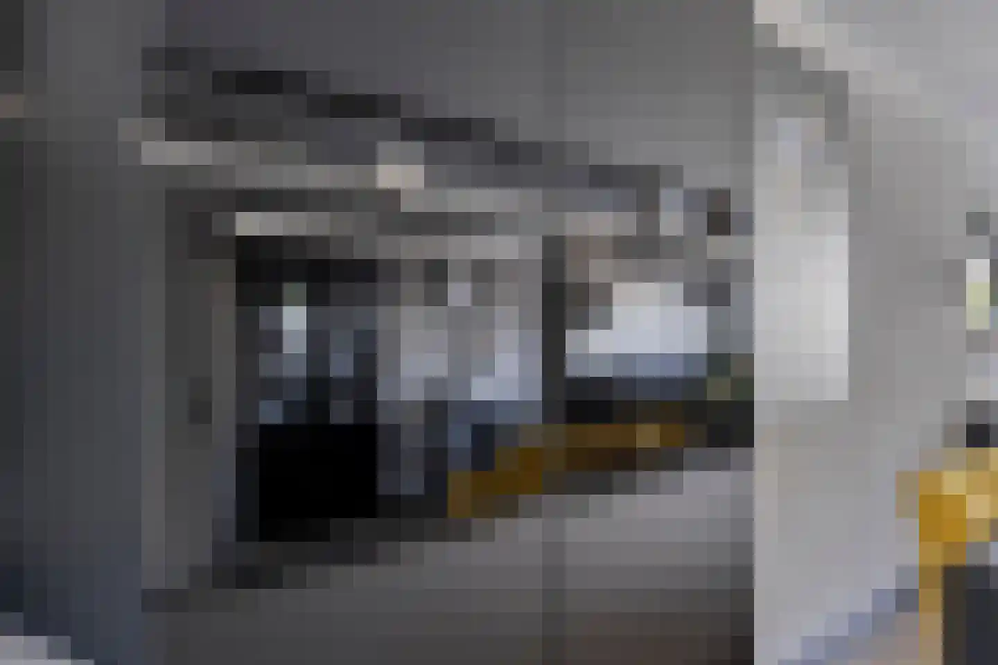 Scholekster 6 Oud-Beijerland thumbnail 16