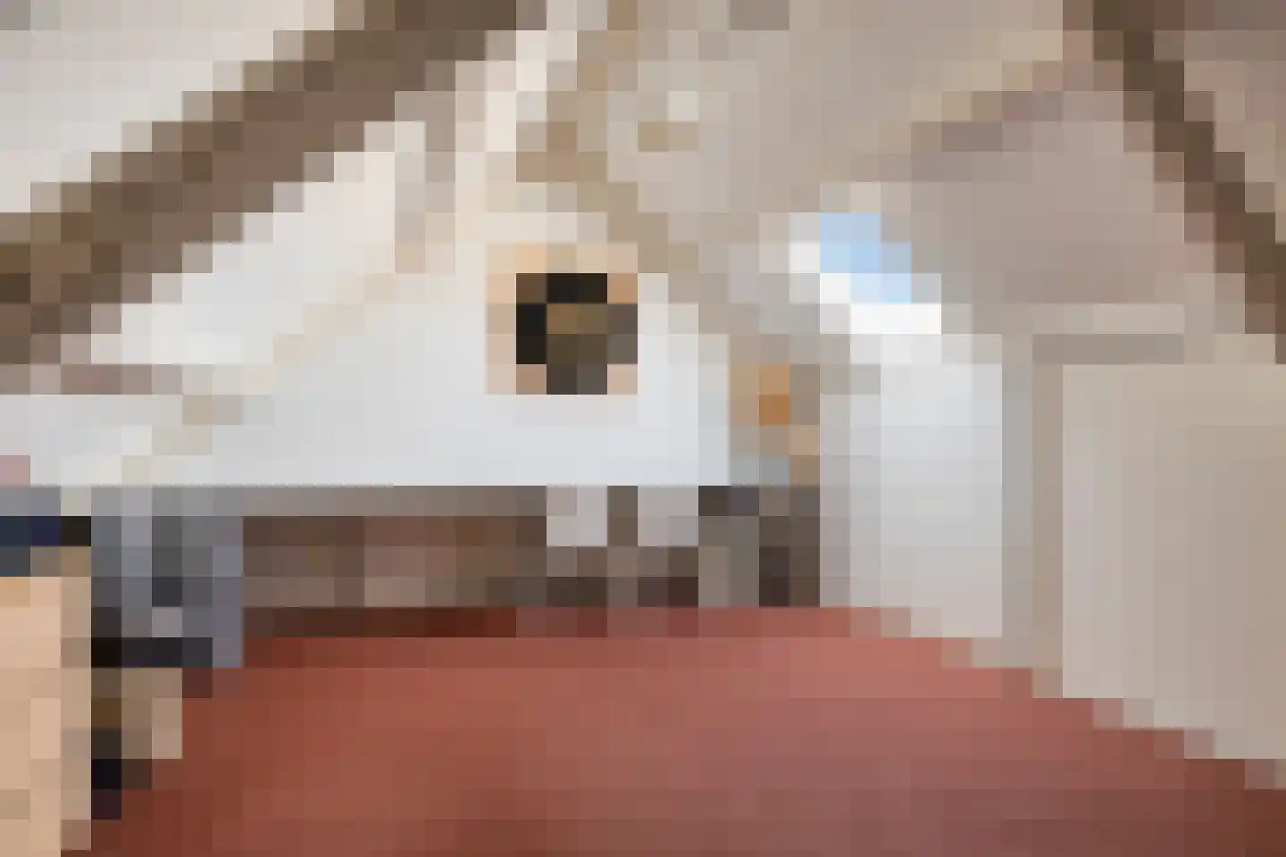 Scholekster 6 Oud-Beijerland thumbnail 38