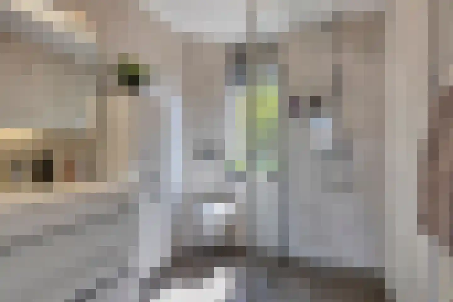 Scholekster 6 Oud-Beijerland thumbnail 4