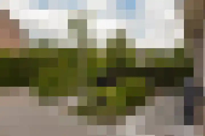 Scholekster 7 Mijdrecht thumbnail 28