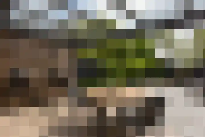 Scholekster 7 Mijdrecht thumbnail 31