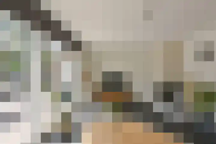 Scholekster 7 Mijdrecht thumbnail 7
