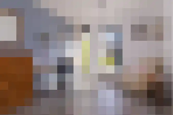 Scholekster 9 Hoogkarspel thumbnail 22