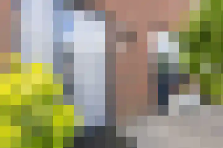 Scholekster 9 Hoogkarspel thumbnail 44