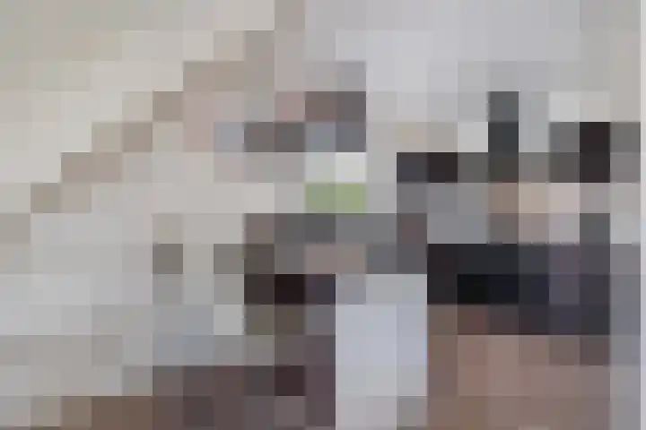 Scholekster 9 Lemmer thumbnail 14