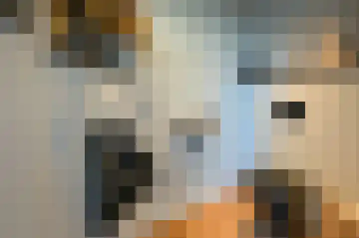 Scholekster 95 Eemnes thumbnail 13