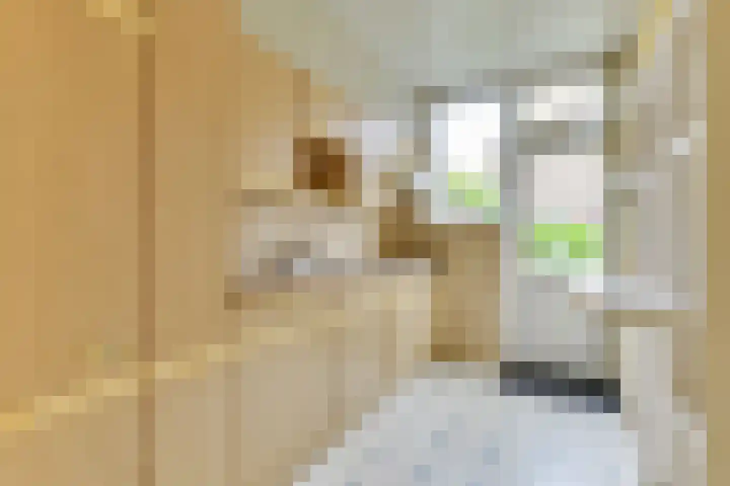 Scholeksterstraat 2 Alkmaar thumbnail 14