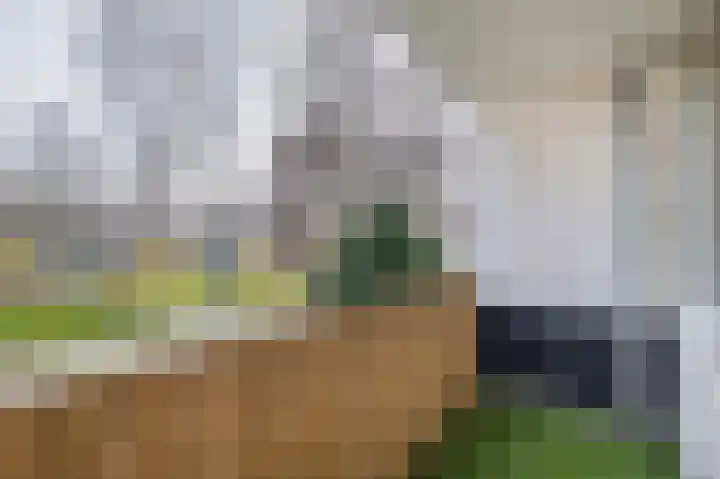 Scholeksterstraat 66 Rozenburg thumbnail 5