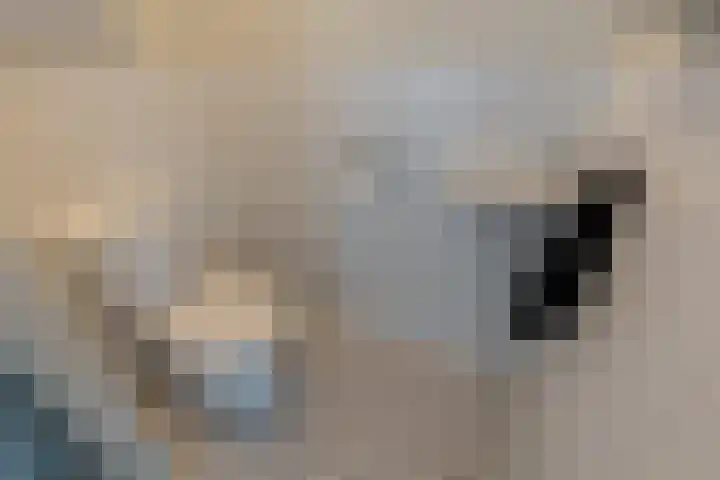 Scholtendreef 18 Bergschenhoek thumbnail 11