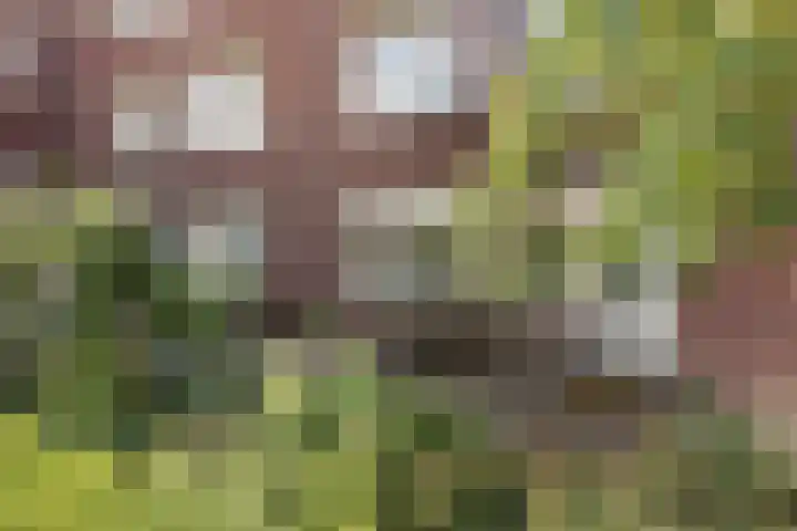 Scholtenhoeklaan 3 a Oldenzaal thumbnail 18