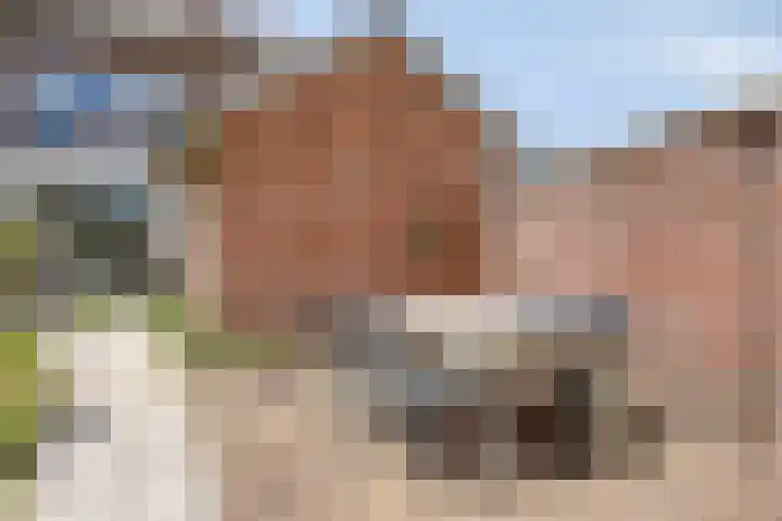 Scholtensdijk 4 Hardenberg thumbnail 36