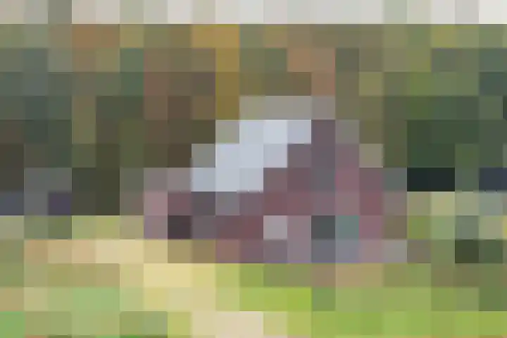 Scholtenskanaal OZ 51 B in Klazienaveen-Noord