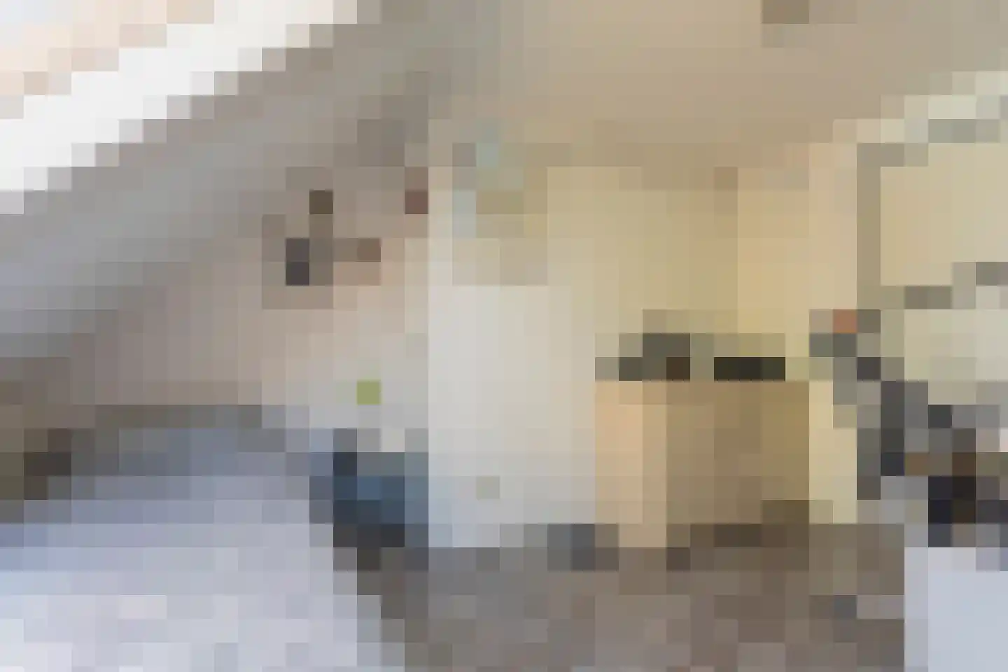 Scholtieskamp 14 Ruinerwold thumbnail 29