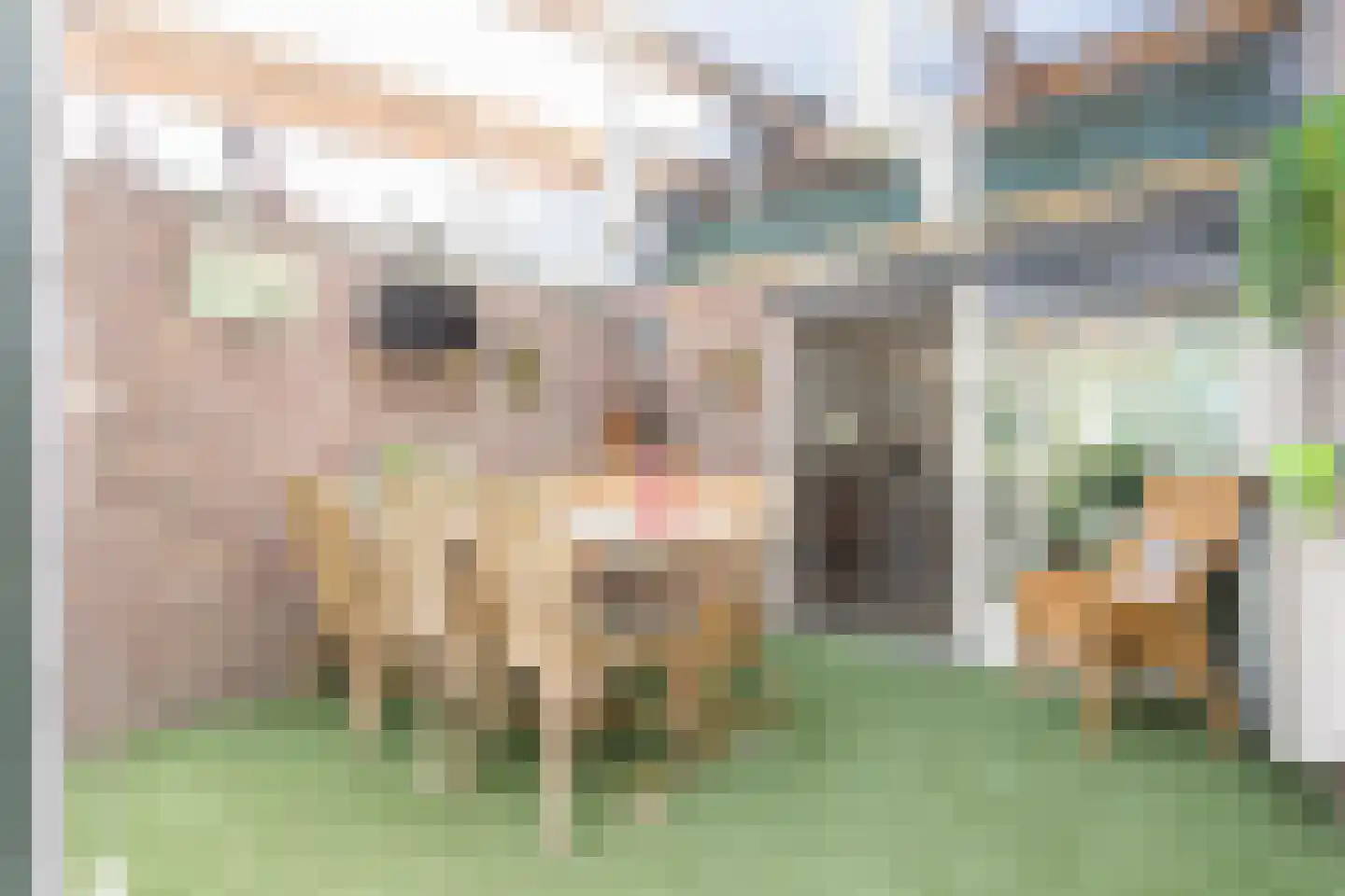 Scholtieskamp 14 Ruinerwold thumbnail 41