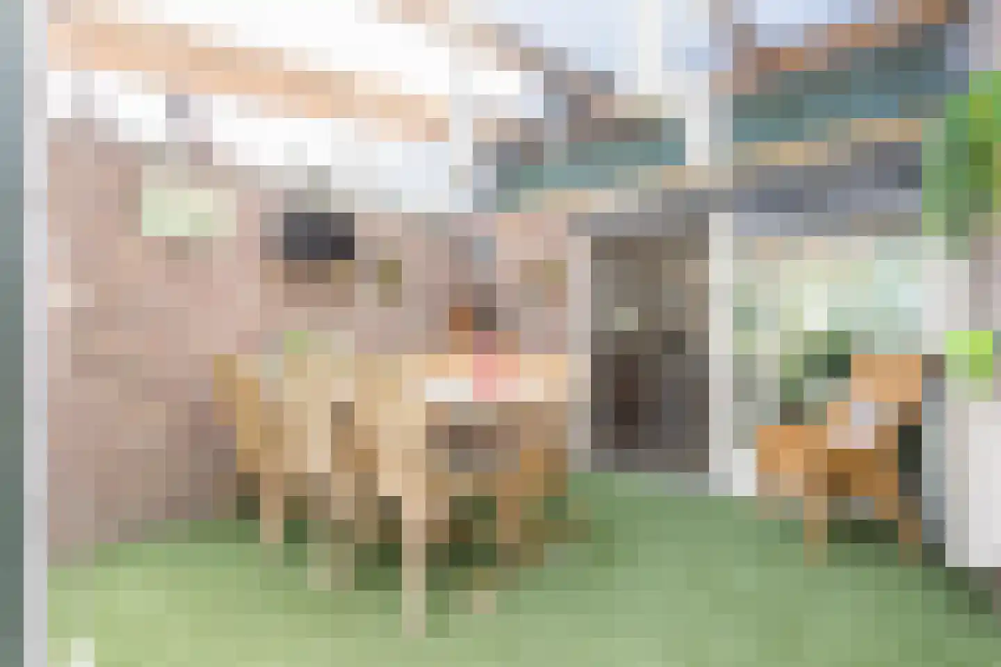 Scholtieskamp 14 Ruinerwold thumbnail 44