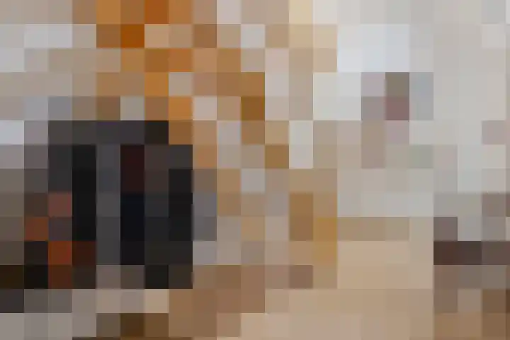 Scholtieskamp 7 Ruinerwold thumbnail 5