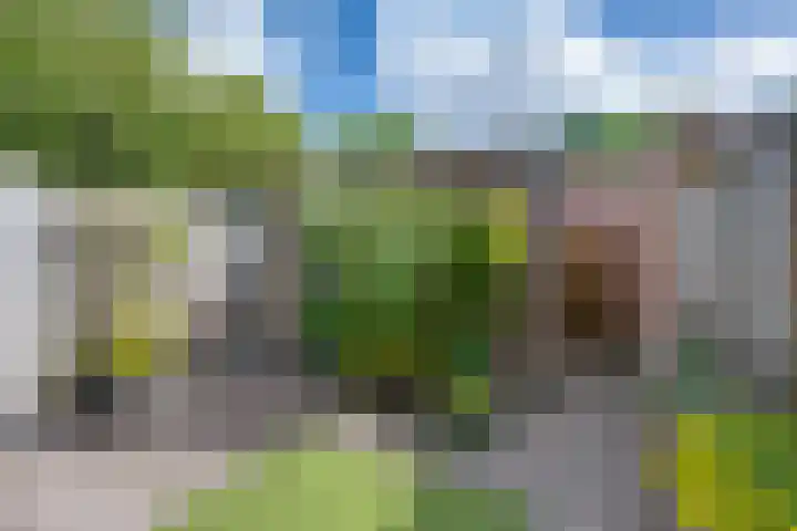 Scholverbos 24 Rijen thumbnail 45