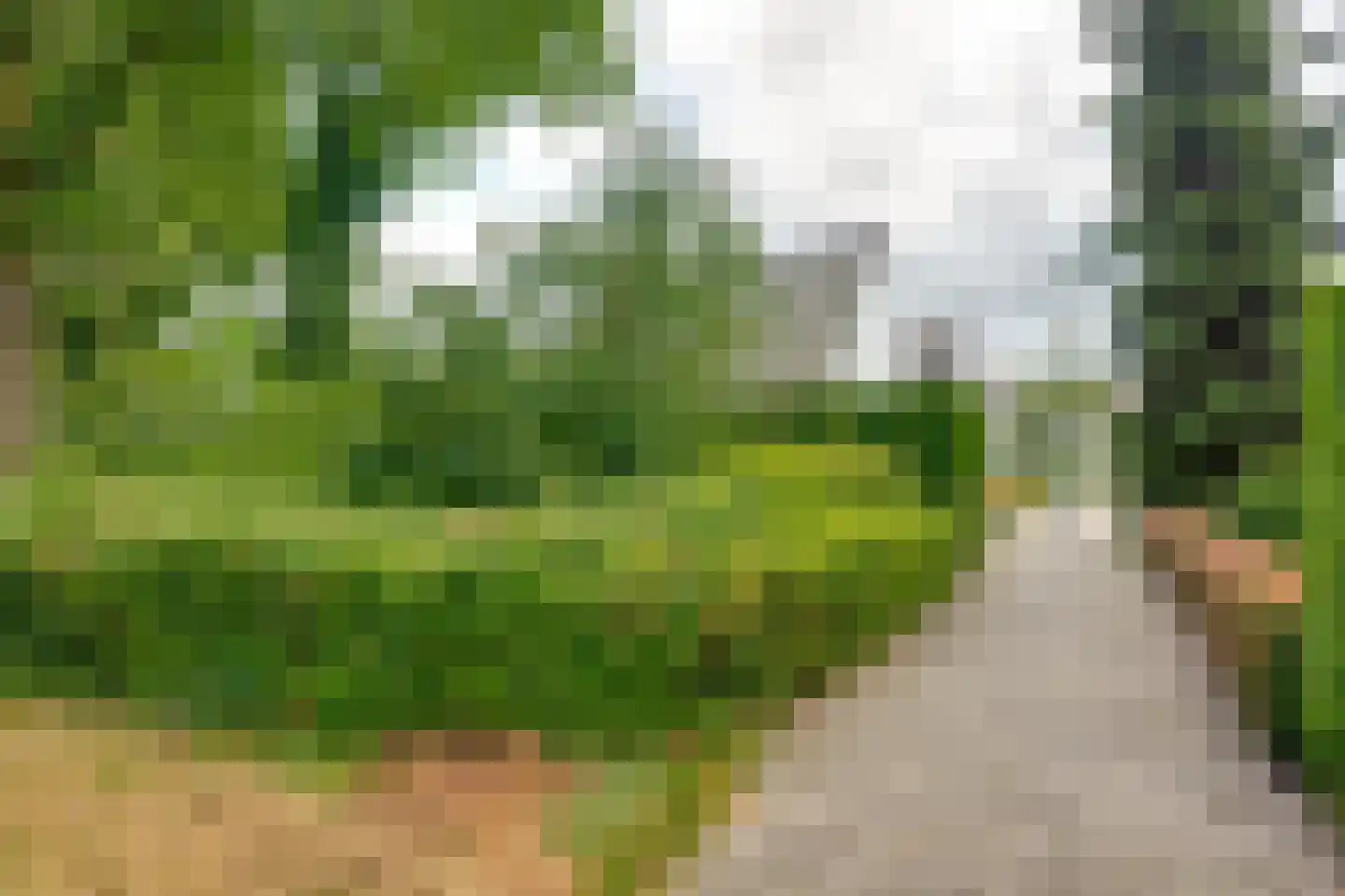 Scholverbos 49 Rijen thumbnail 13