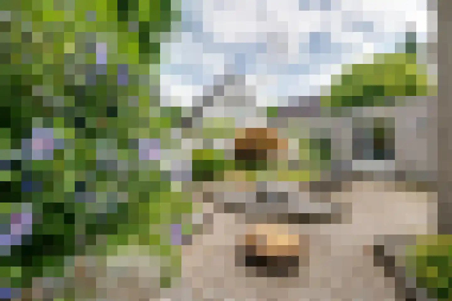Scholverbos 49 Rijen thumbnail 57