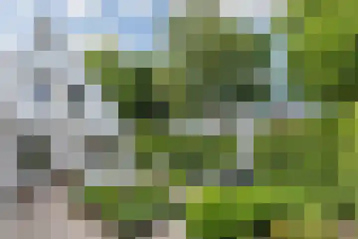 Scholverbos 61 Rijen thumbnail 36