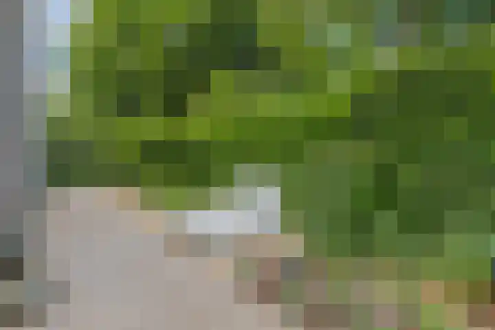 Scholverbos 61 Rijen thumbnail 38