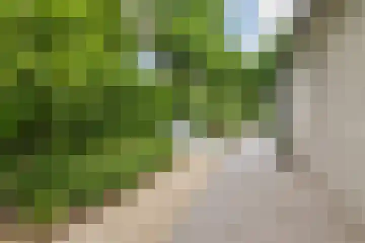 Scholverbos 61 Rijen thumbnail 39