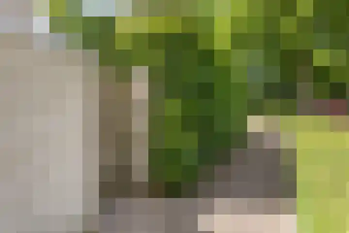 Scholverbos 61 Rijen thumbnail 43