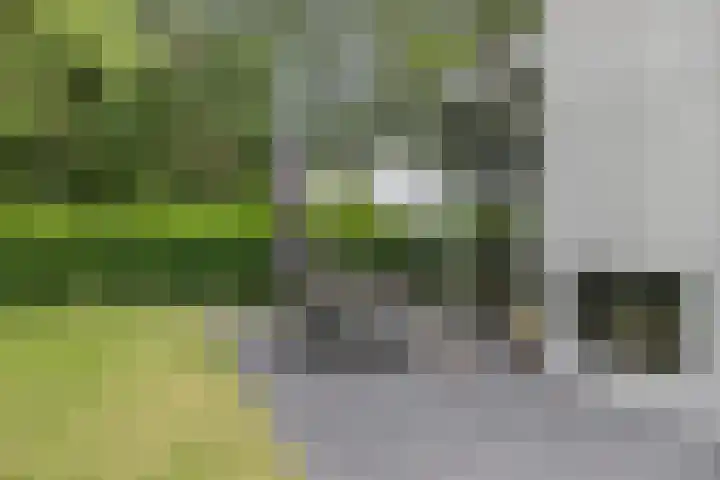 Schoneveld 1 B 111 Breskens thumbnail 20