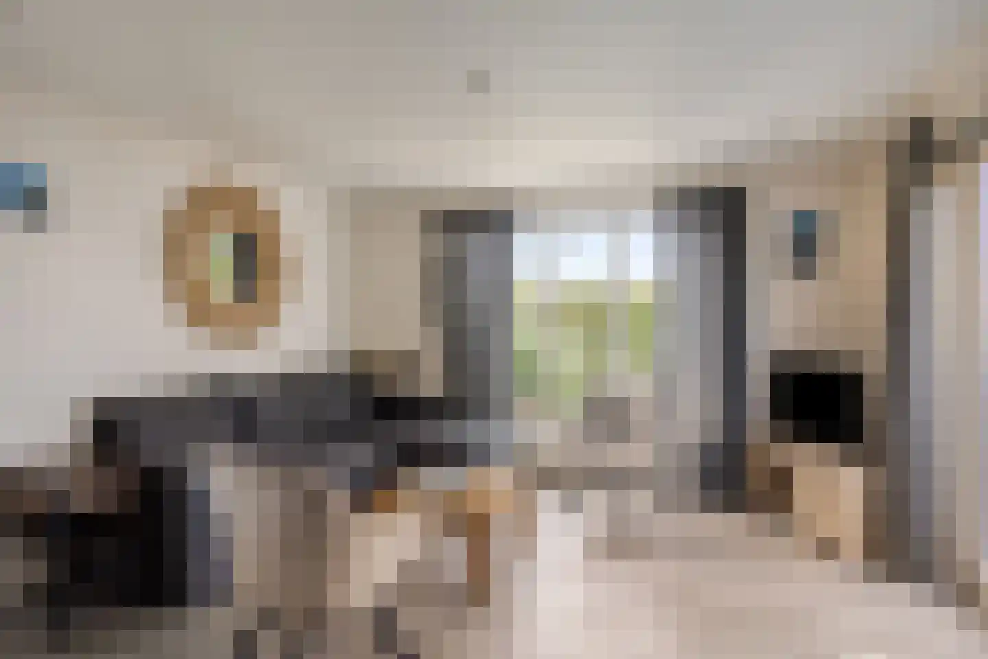 Schoneveld 1 G 154 Breskens thumbnail 5