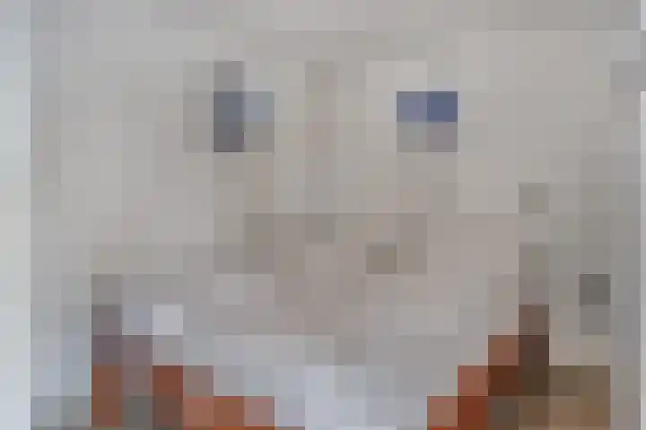 Schoneveld 107 Breskens thumbnail 11
