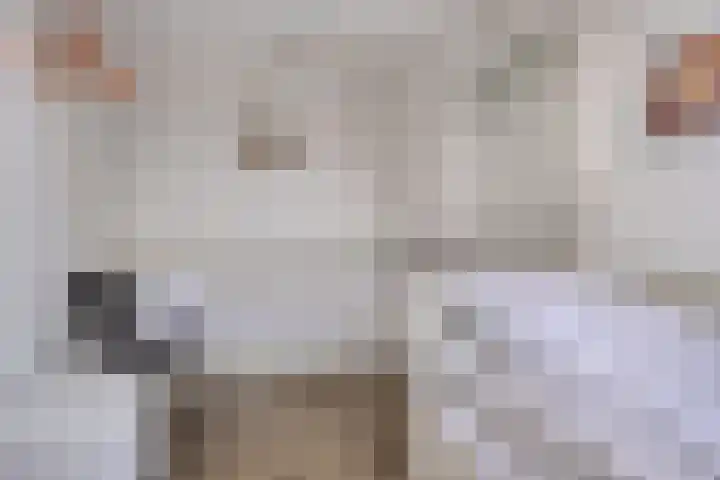 Schoneveld 107 Breskens thumbnail 20