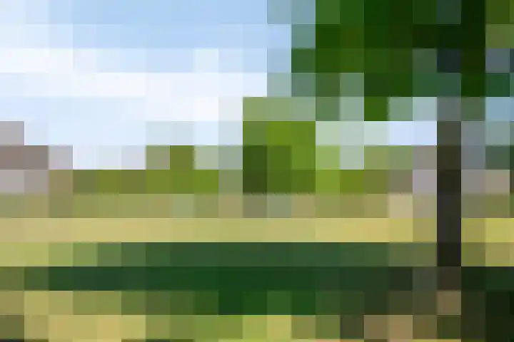 Schoneveld 145 Breskens thumbnail 24