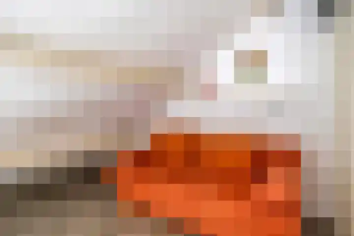 Schoneveld 157 Breskens thumbnail 17