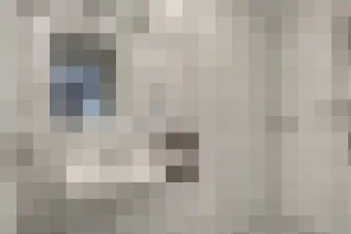 Schoneveld 167 Breskens thumbnail 15