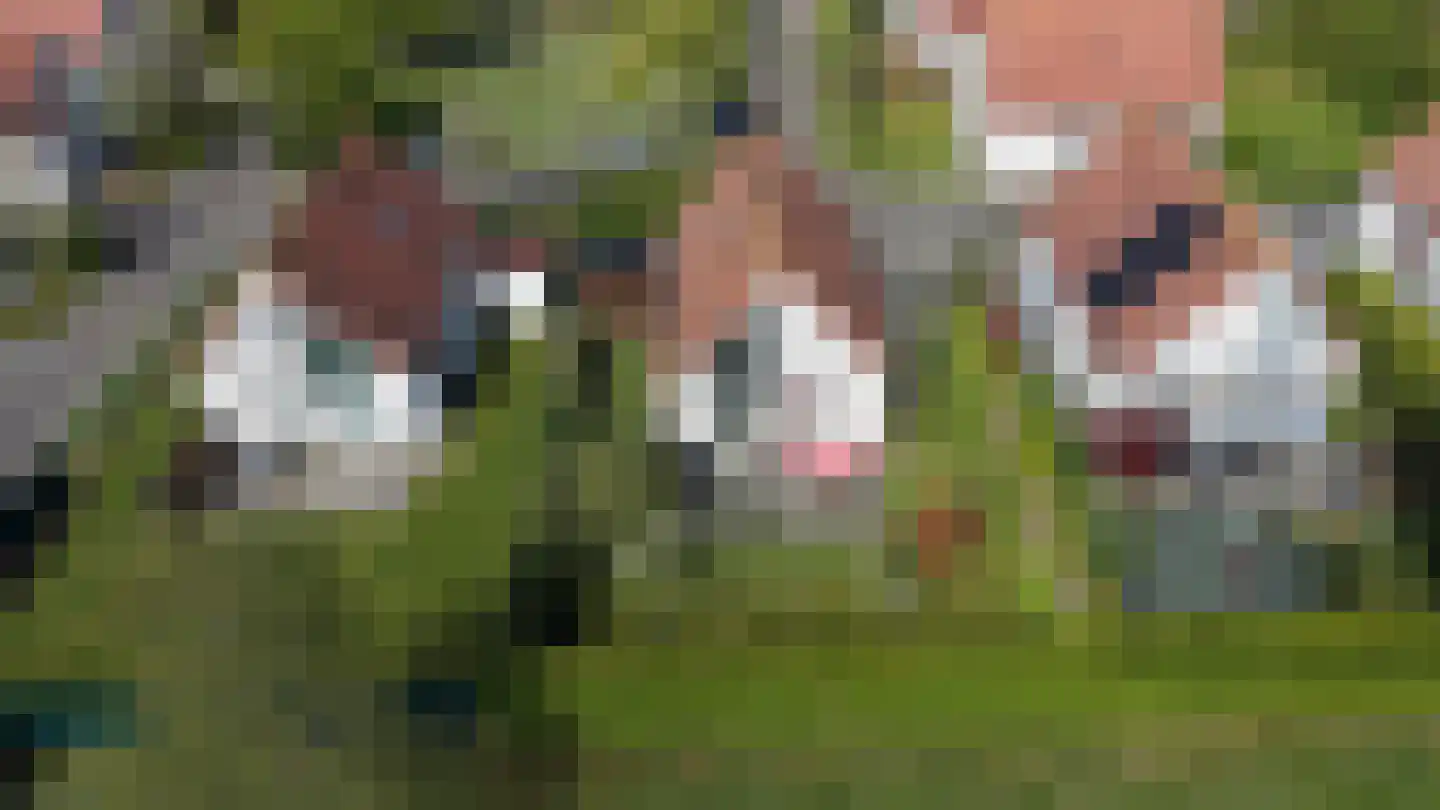 Schoneveld 331 Breskens thumbnail 29