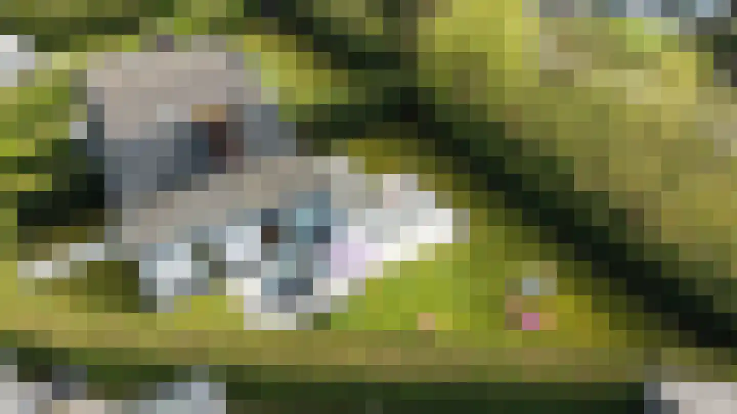 Schoneveld 66 Breskens thumbnail 25