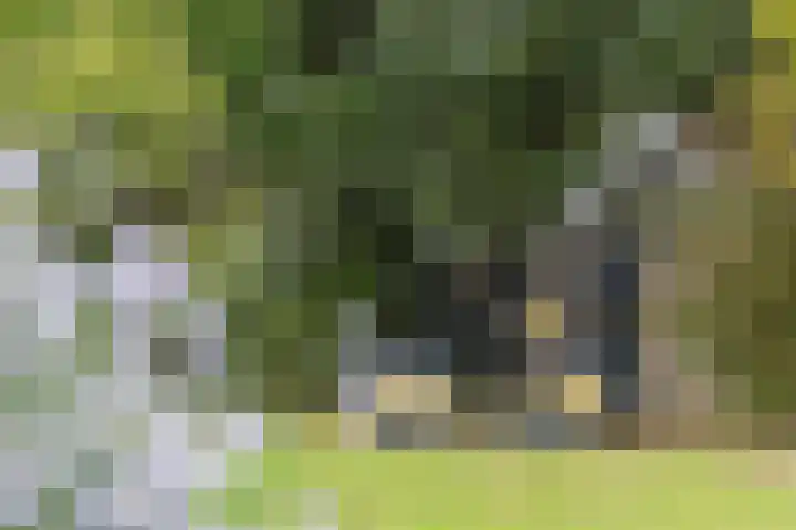 Schoneveldsdijk 28 Barchem thumbnail 49