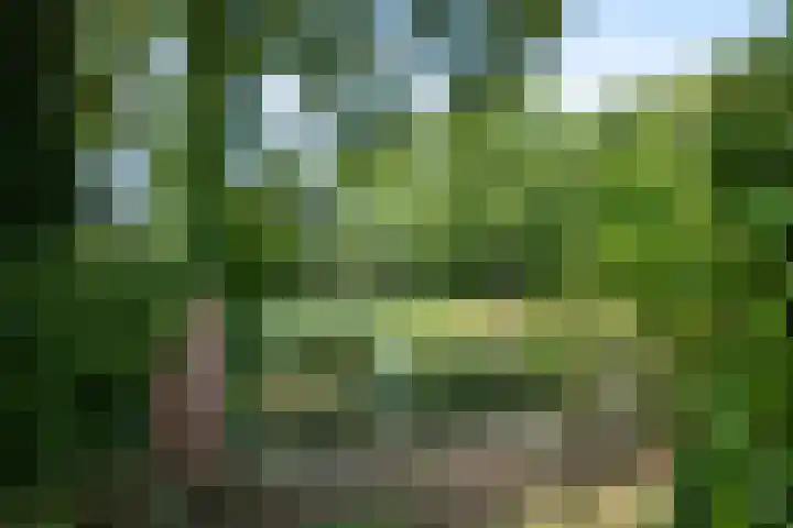 Schoof 25 Huissen thumbnail 33