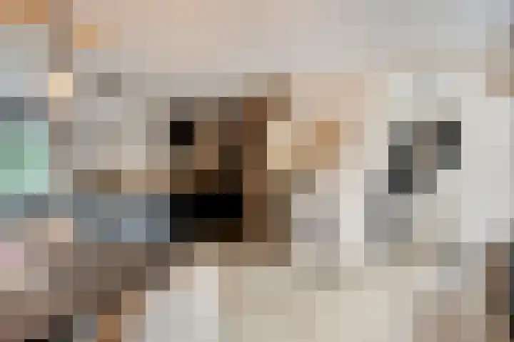 Schoof 29 Huissen thumbnail 11