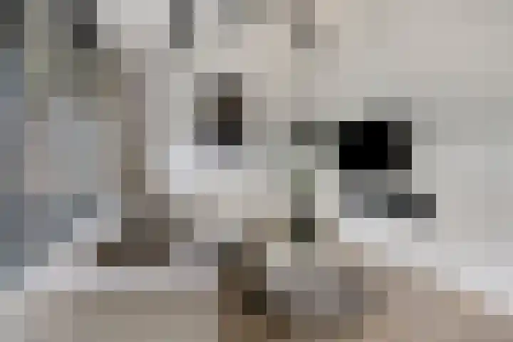 Schoof 29 Huissen thumbnail 18