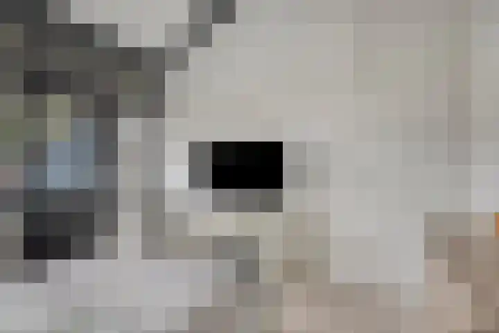 Schoof 29 Huissen thumbnail 25