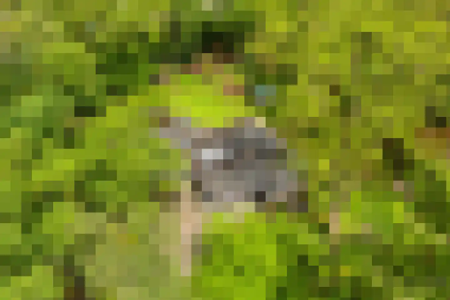 Schoolbosdwarsweg 3 Heino thumbnail 4