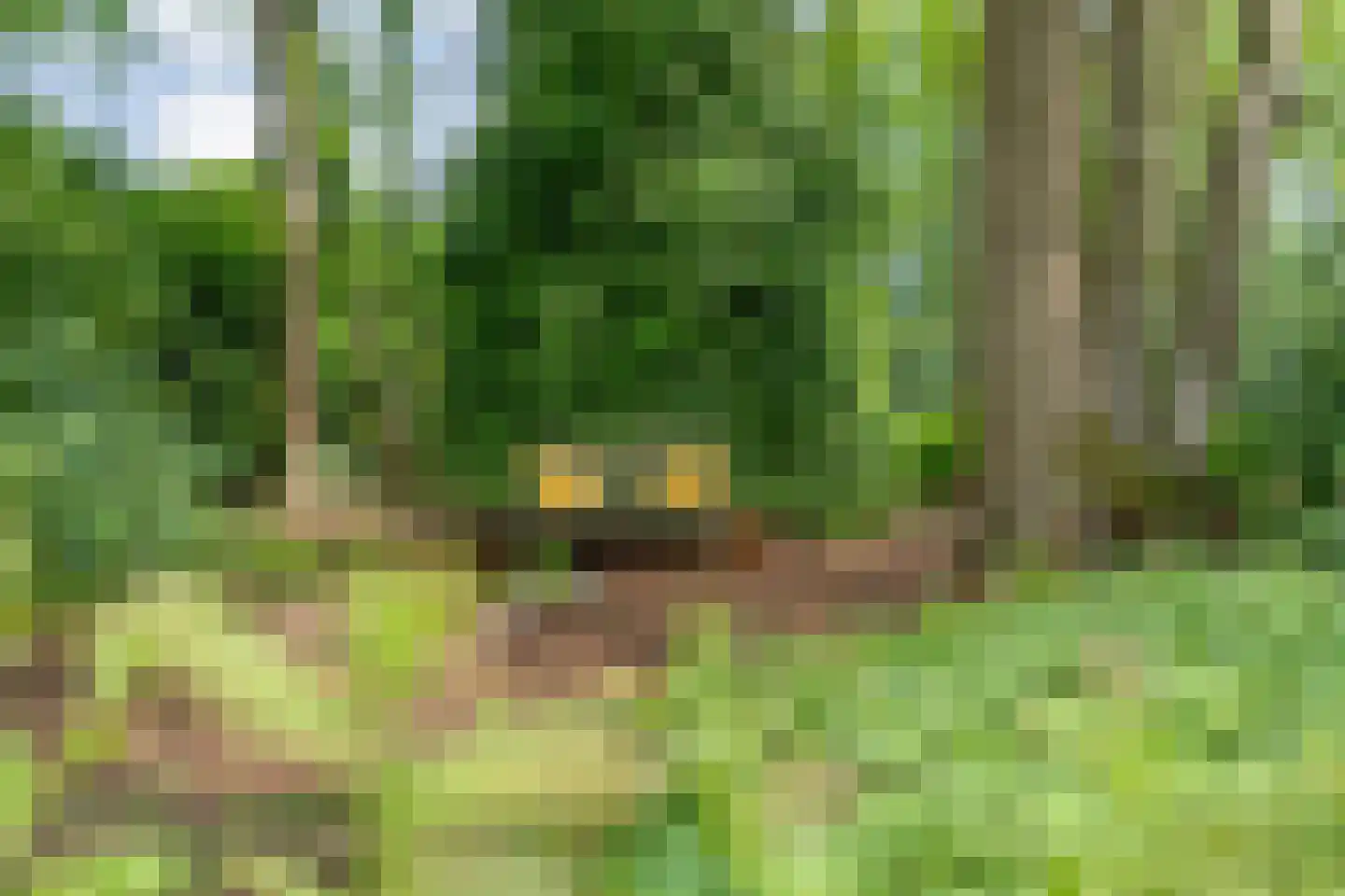 Schoolbosdwarsweg 3 Heino thumbnail 41